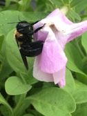 A large black bee with fuzzy, golden-brown markings on its back is perched on a light purple flower. The flower has soft, velvety petals and is surrounded by vibrant green leaves.