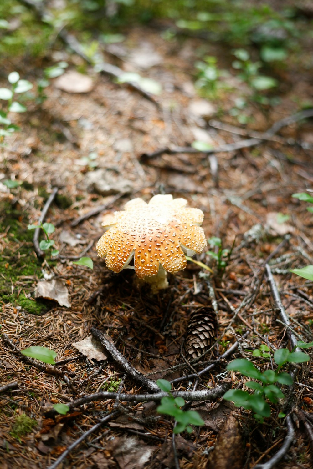 brown mushroom