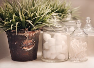 shallow focus photo of green plants beside clear glass jar