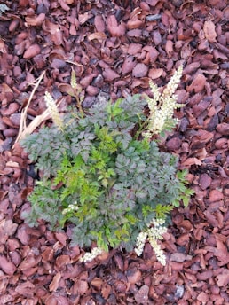 A colorful flower bed with newly planted shrubs and rich mulch.
