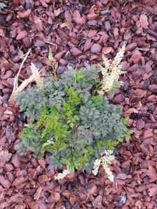 Coir Mulch Pack