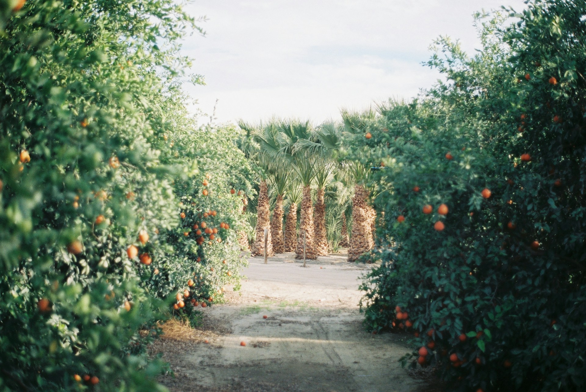 a dirt road surrounded by trees and oranges
