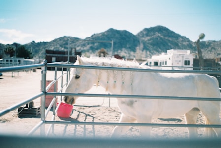 A white horse with braided mane stands in an outdoor pen, with a red bucket nearby. The setting is a ranch-like area with mountains in the background and a clear blue sky. The area is enclosed by metal fencing, and there are buildings and trailers visible.