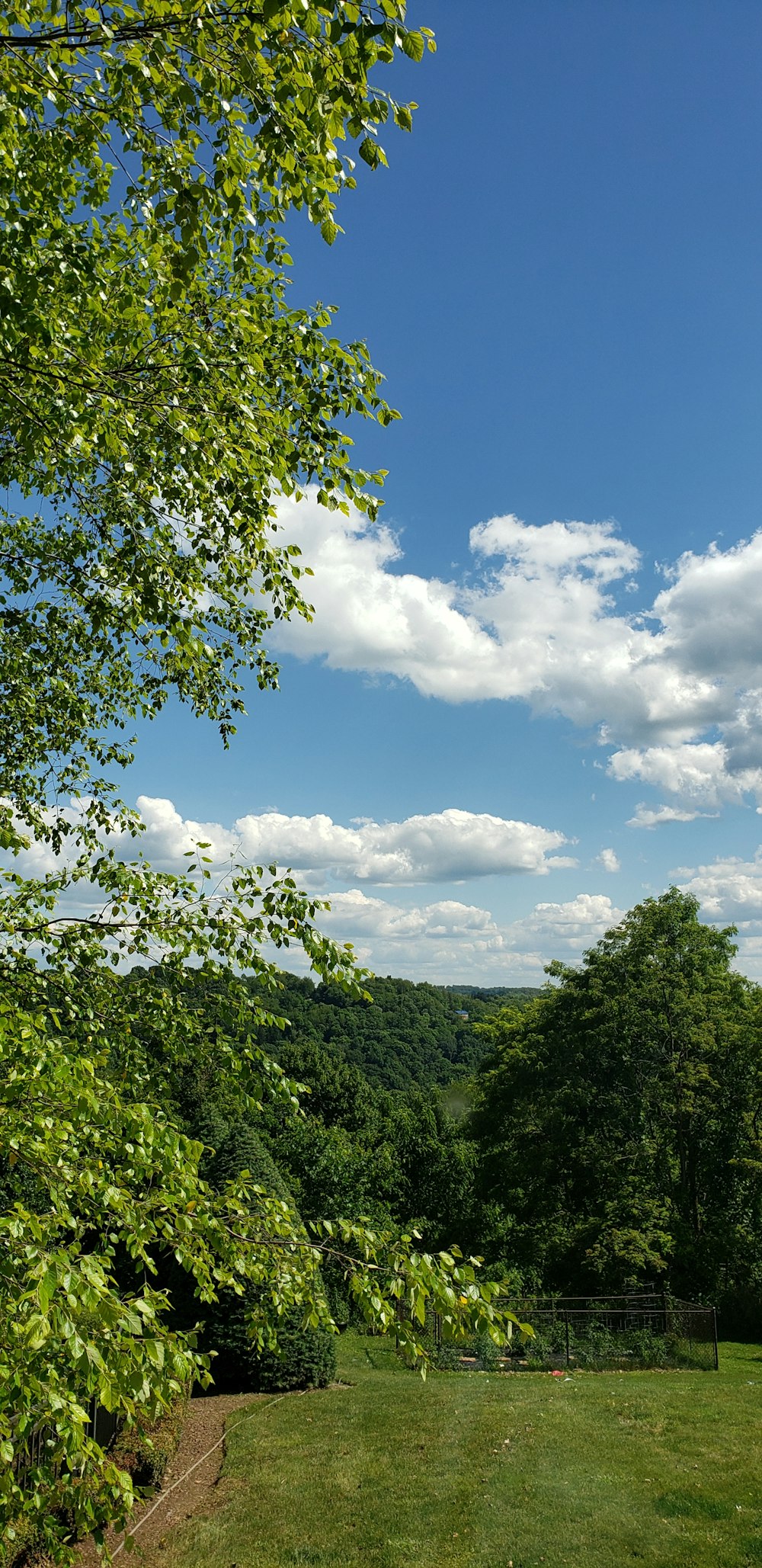 albero a foglia verde sotto il cielo blu