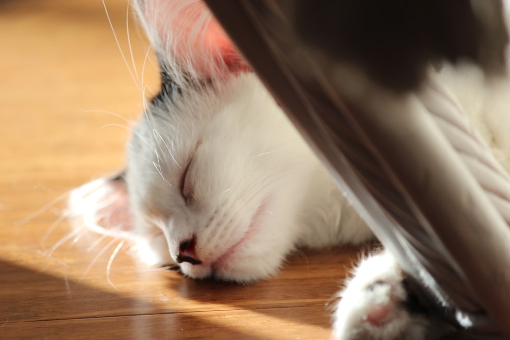 white and black cat sleeping on floor