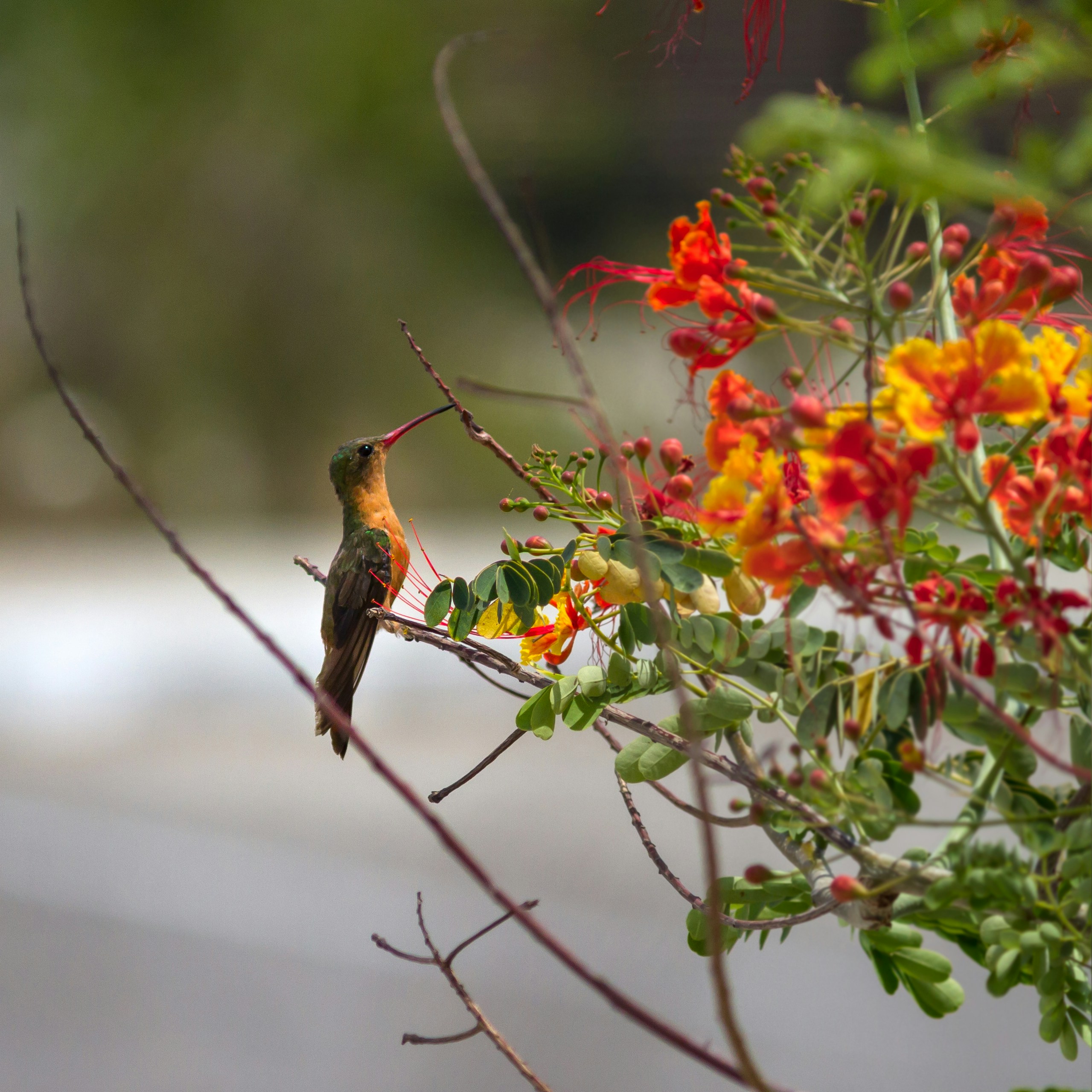 brown bird on tree