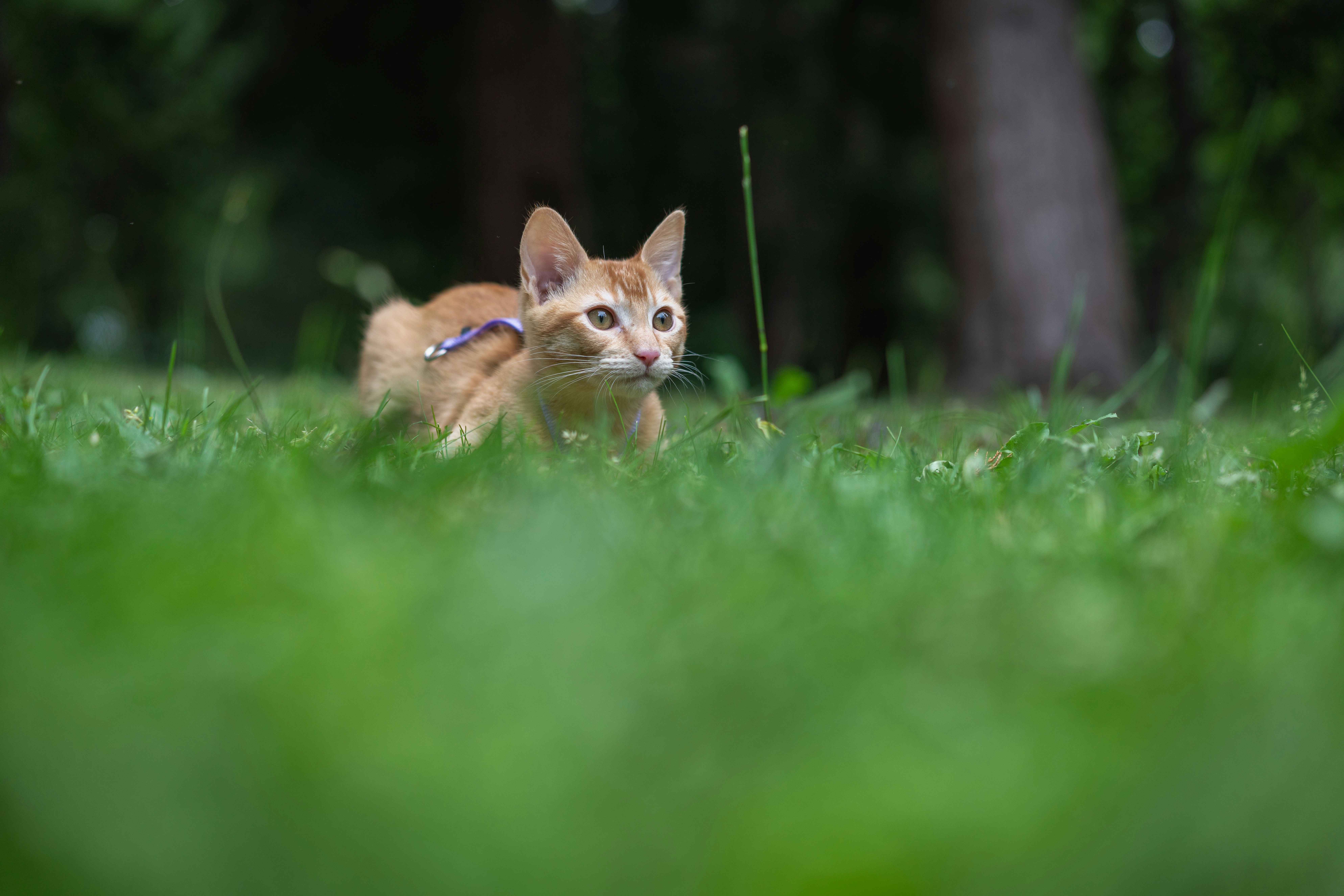 Chirping and Chattering at Birds (image credits: unsplash)