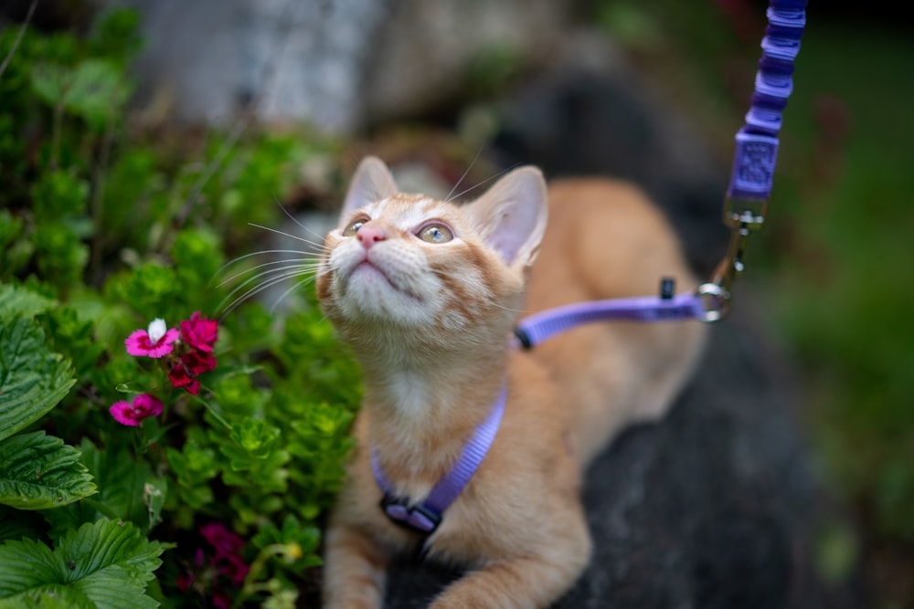 orange tabby cat