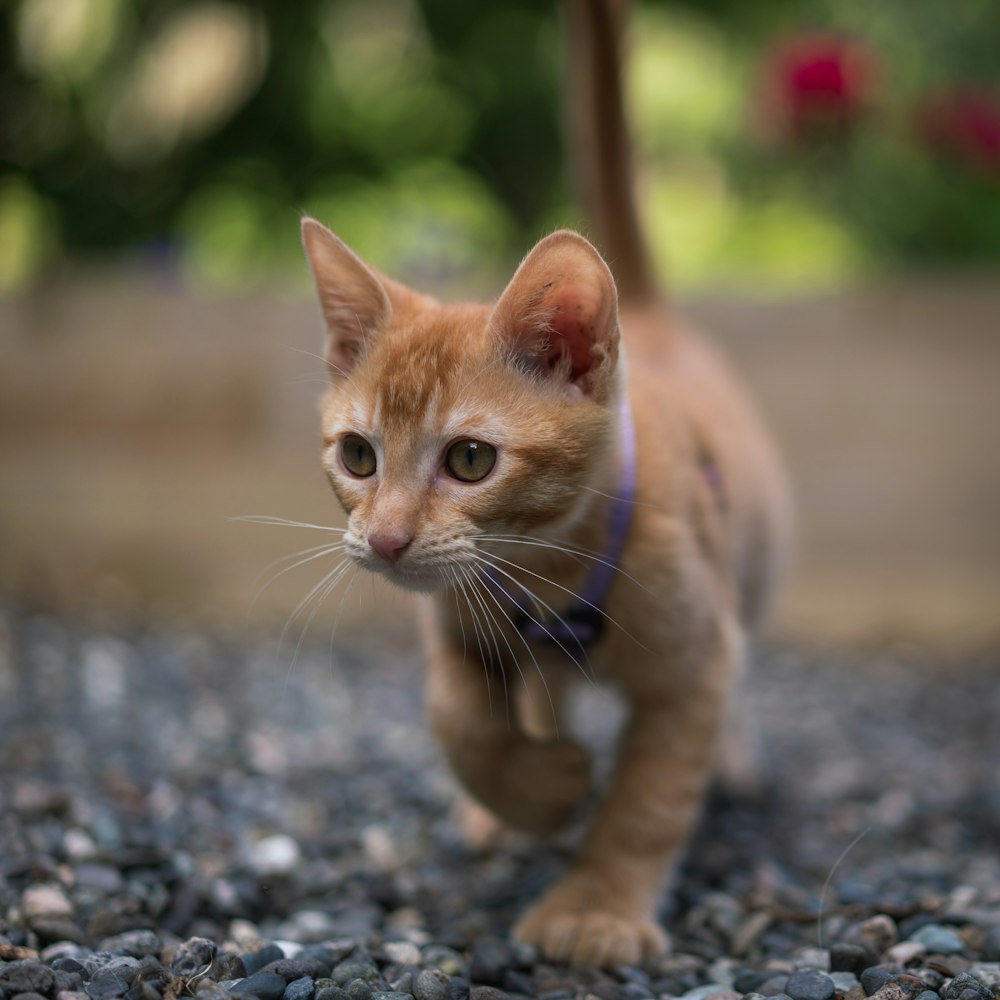 orange tabby kitten