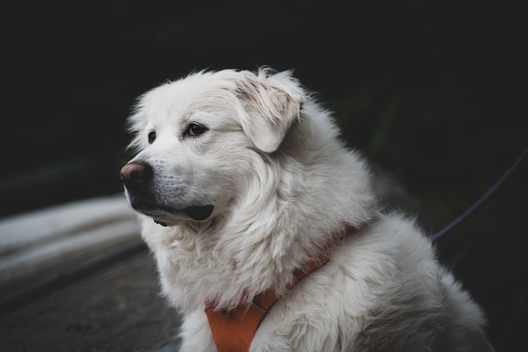 long-coated white dog on focus photography