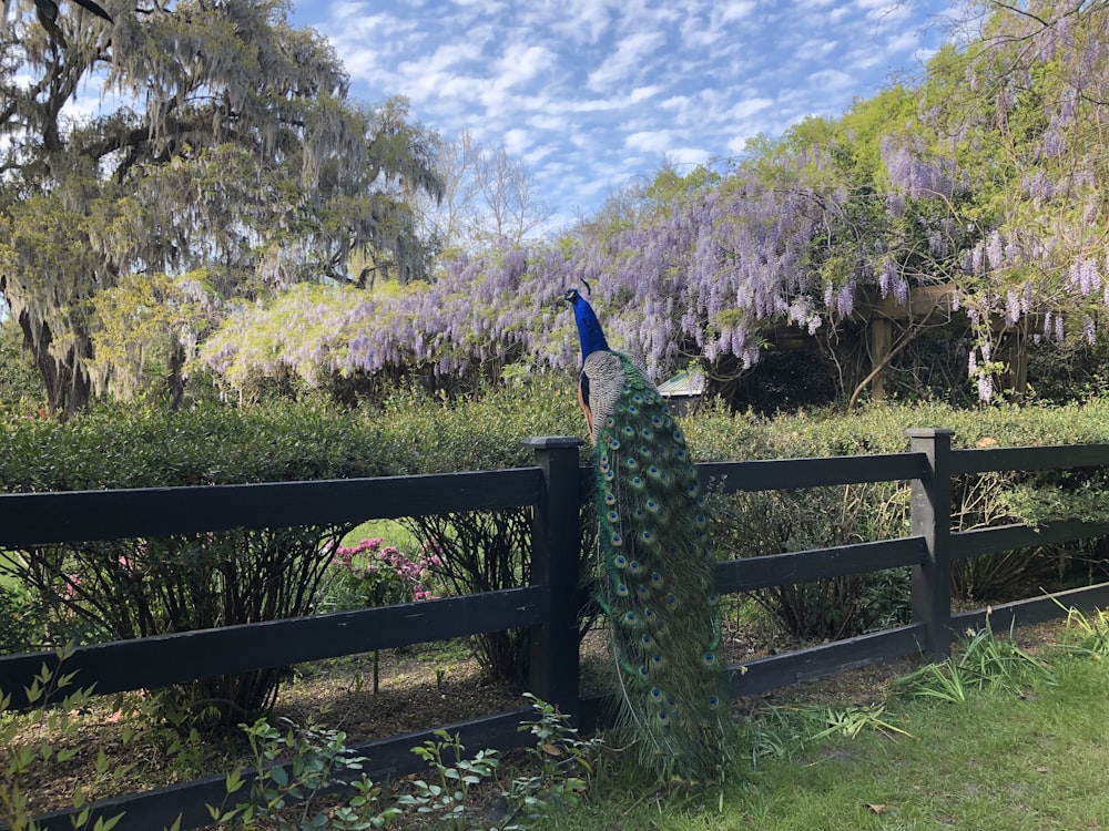 blue and green peacock on wooden fence during daytime