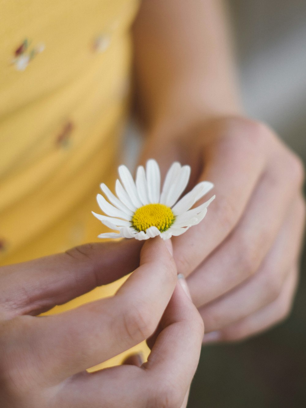 person holding white daisy flower
