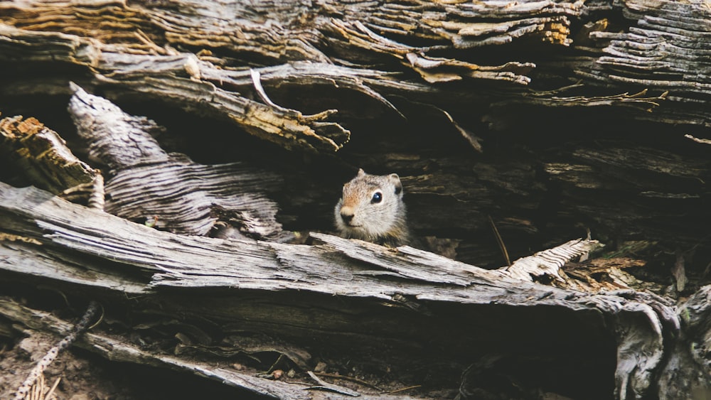 gray and brown squirrel