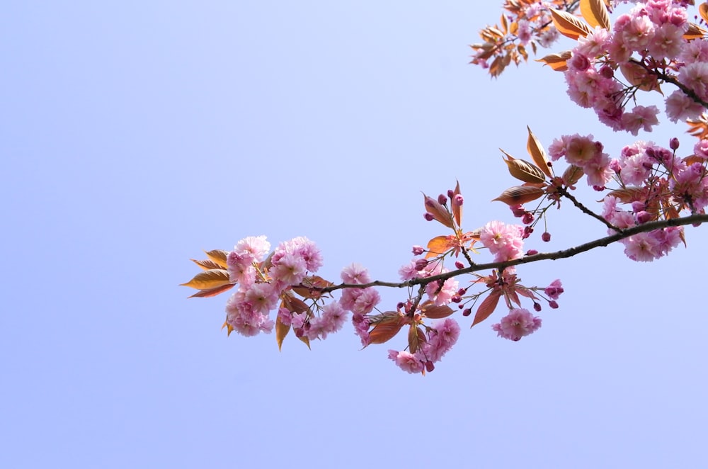 blooming pink cherry blossoms