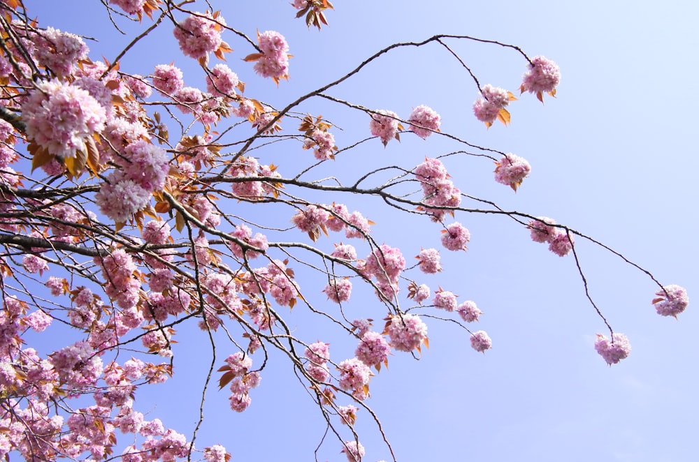 closeup photo of blossom tree during daytime