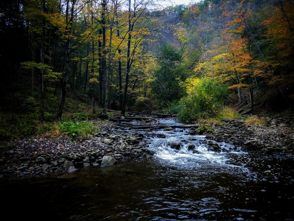 green-leafed trees near river