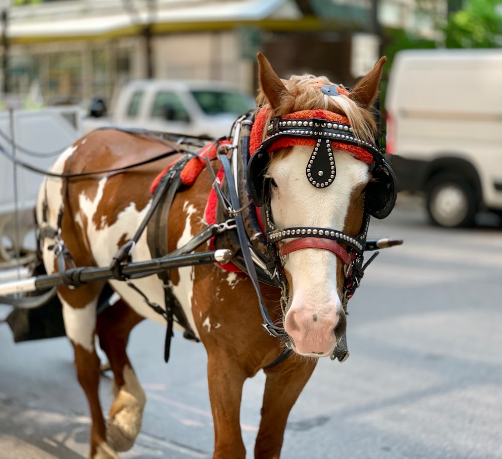 horse with carriage near cars