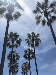 Palm trees against a blue sky