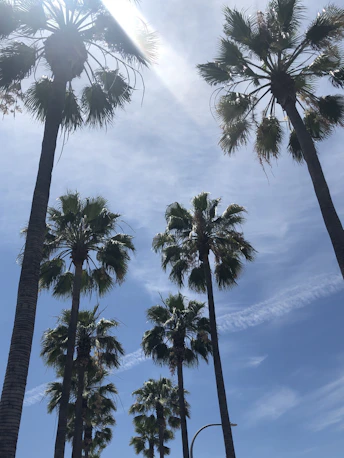 Palm trees against a blue sky