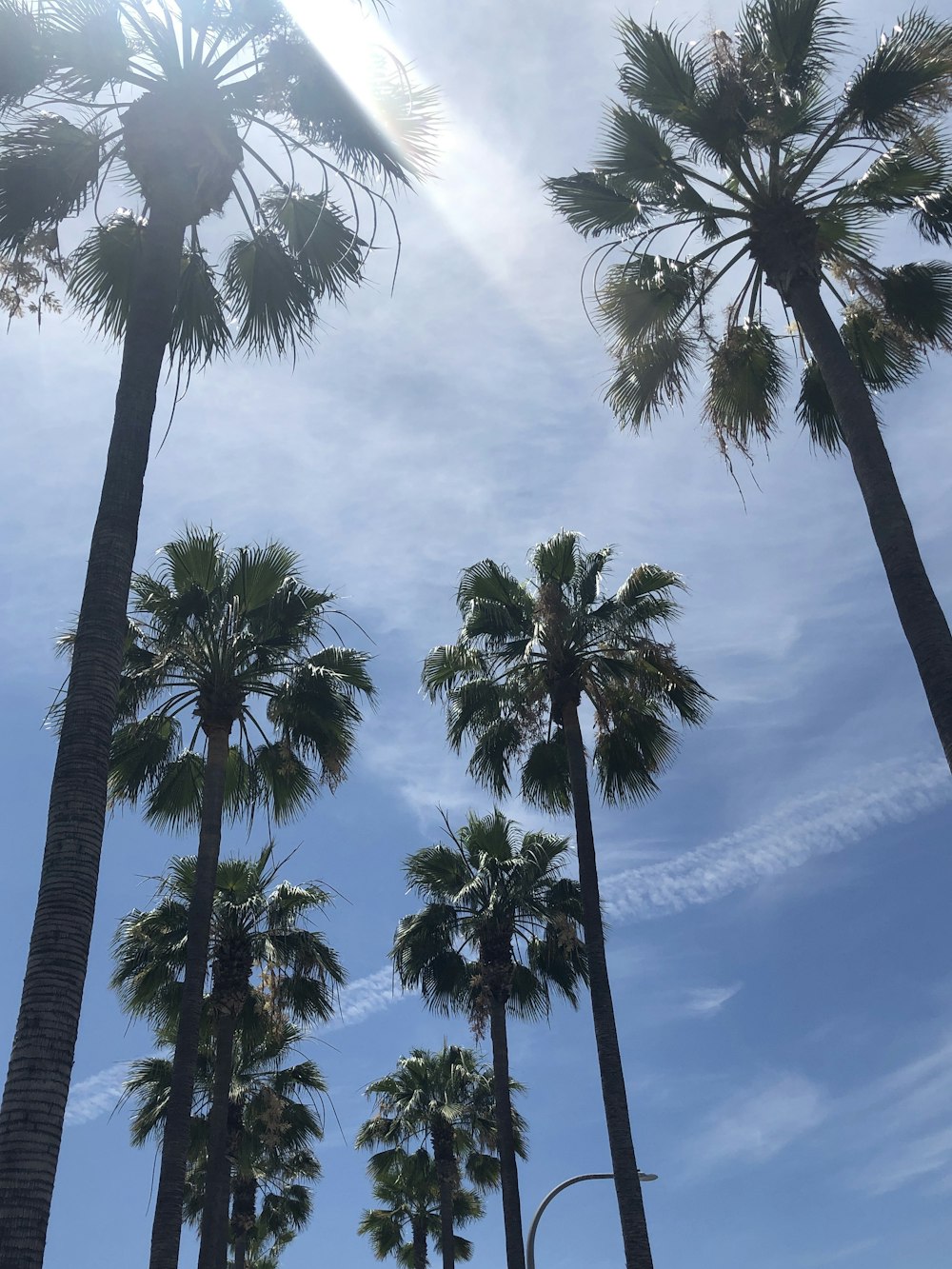 low angle photo of fan palm trees under blue sky