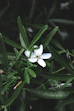 white-petaled flower