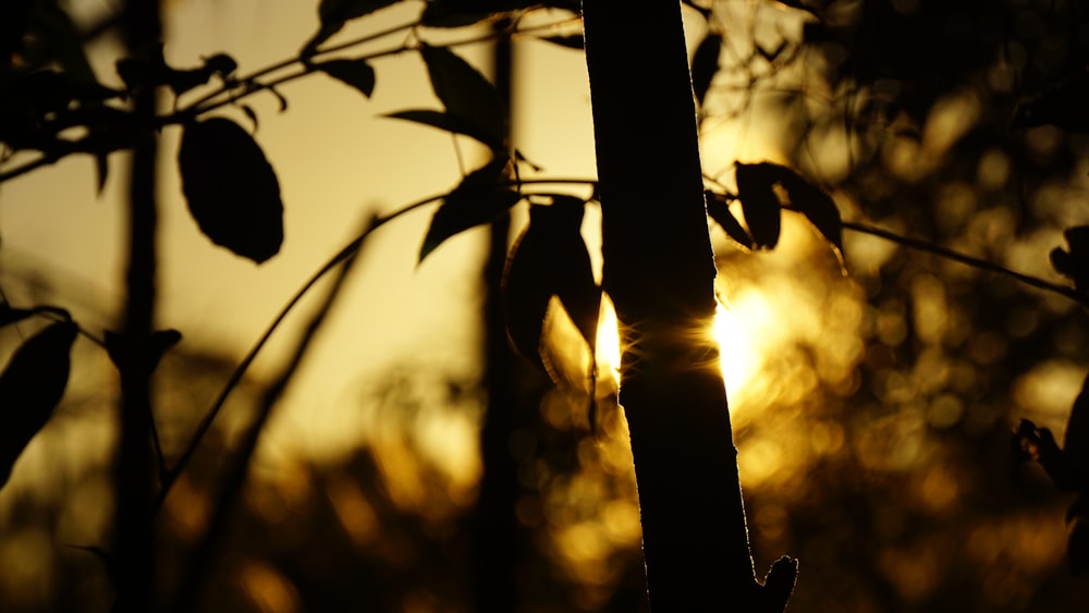 silhouette of trees