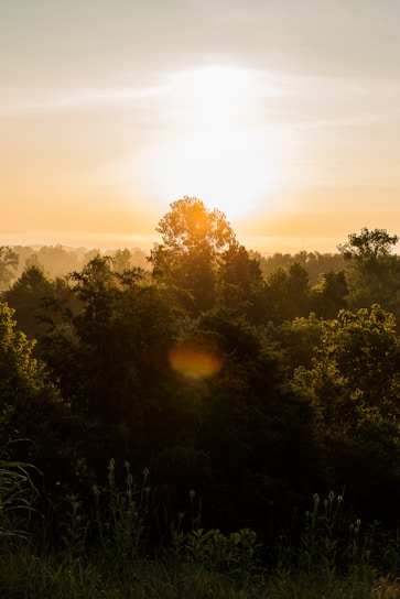 A vibrant sunrise over a lush green forest, symbolizing new beginnings and creation.