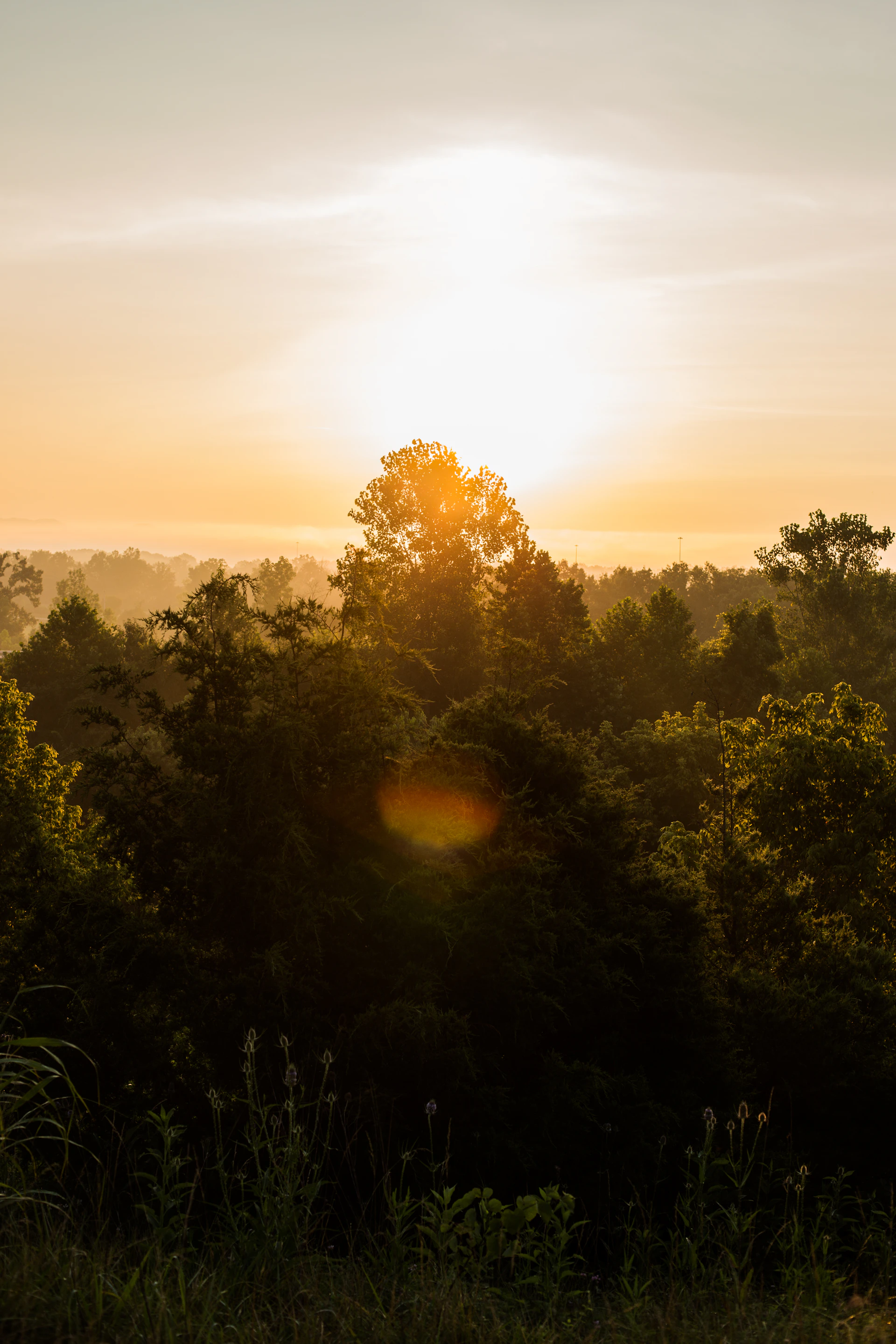 A vibrant sunrise over a lush jungle canopy with mist weaving through the trees.