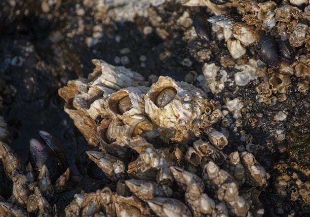 The image features a close-up view of a rocky surface covered with clusters of barnacles and other small marine mollusks. The textures are rugged and uneven, showcasing the natural habitat of these sea creatures. There are also some dark-colored mussels attached to the rocks.