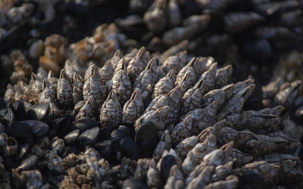 brown and black seashells