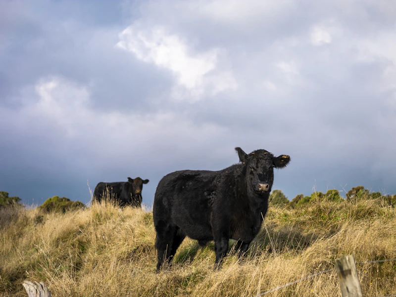 Two black Angus cattle standing in tall pasture grass