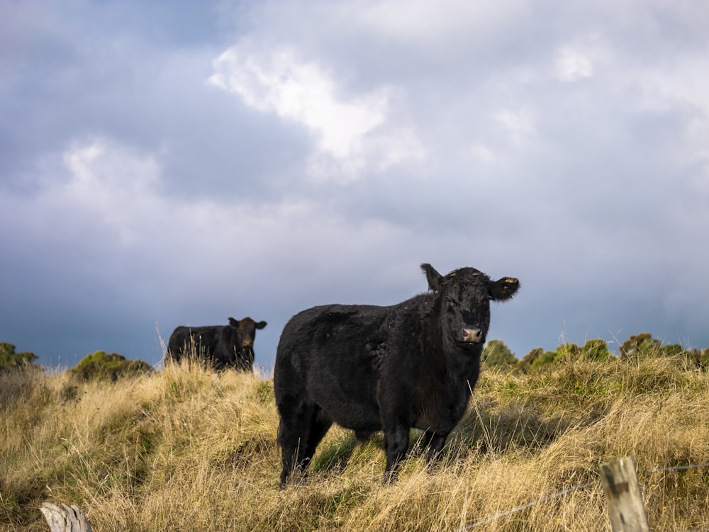 two black cattle outdoor during daytime