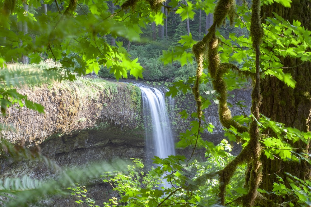 木々の間の滝