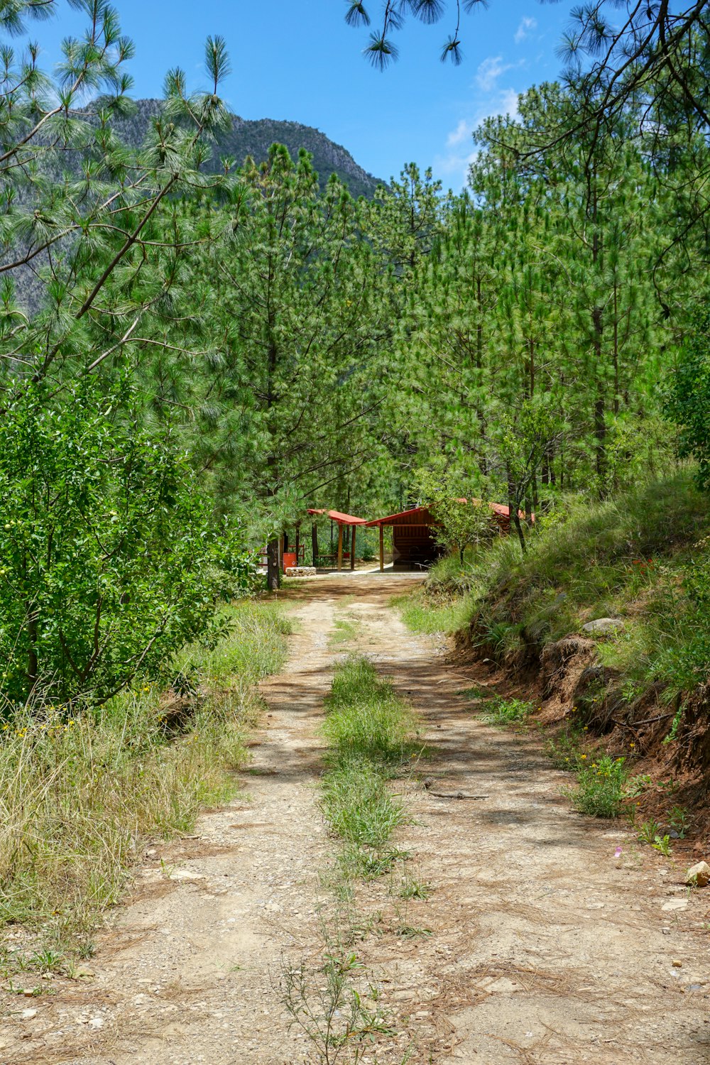 rough road towards the shed inside the forest