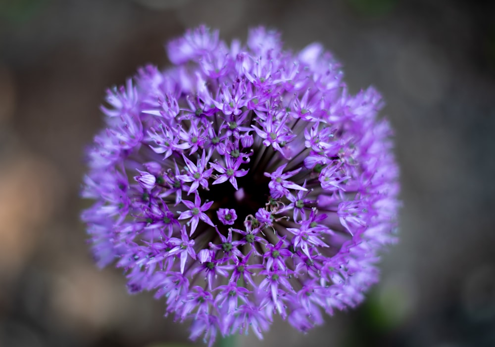 purple petaled flower