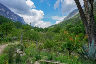 A lush garden featuring native Colorado plants with mountains rising in the background under a clear blue sky.