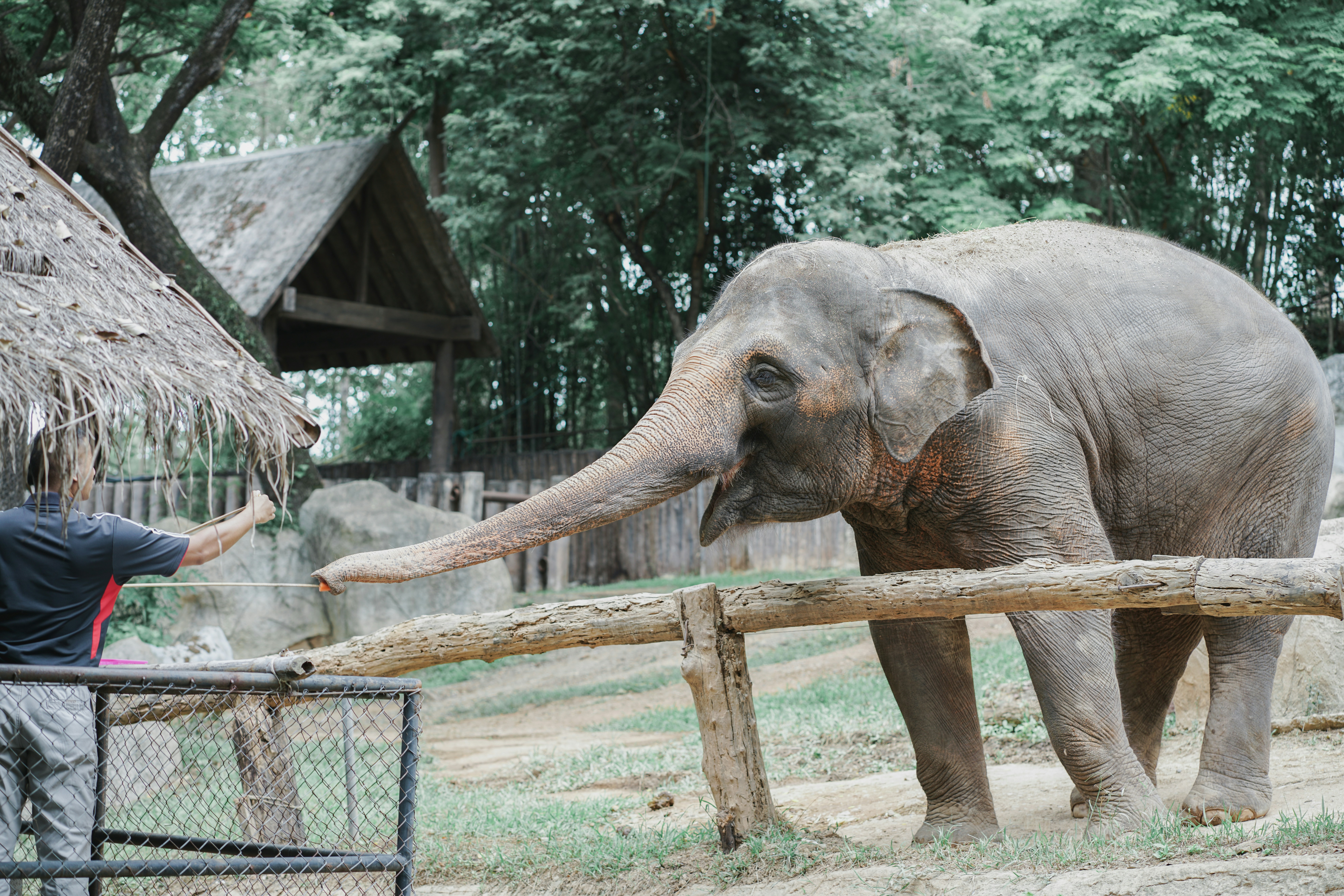 person reaching for elephant's trunk zoo teams background