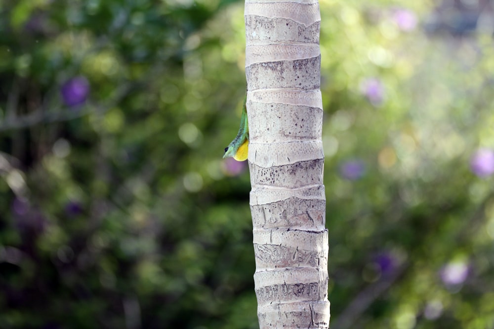 white coconut tree