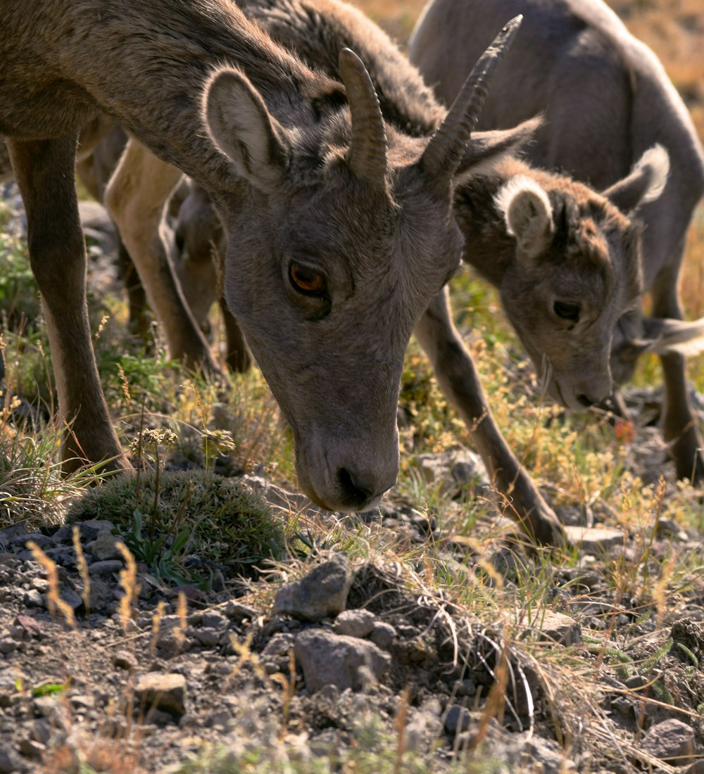 animals at the field