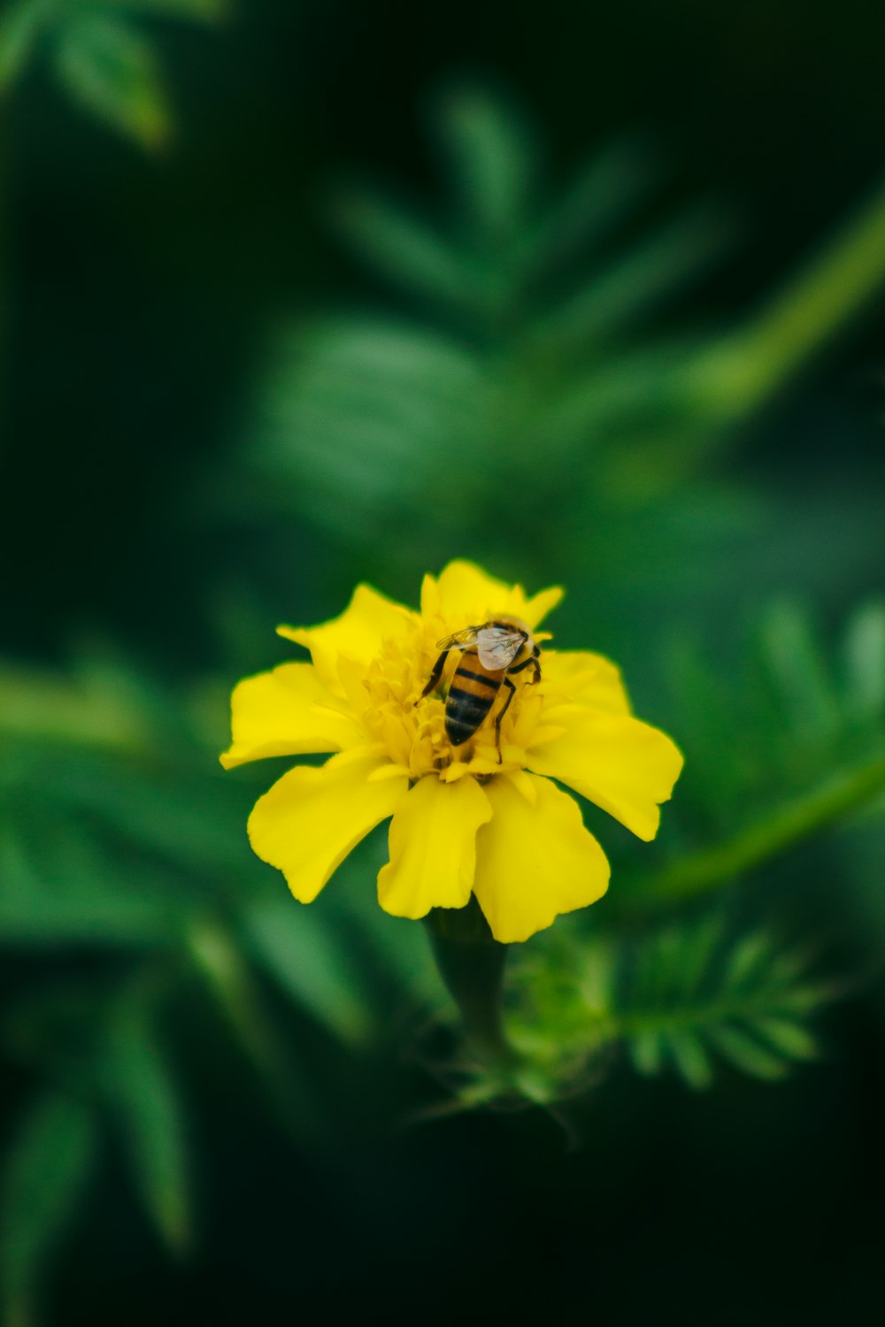 bee perching on yellow petaled flower