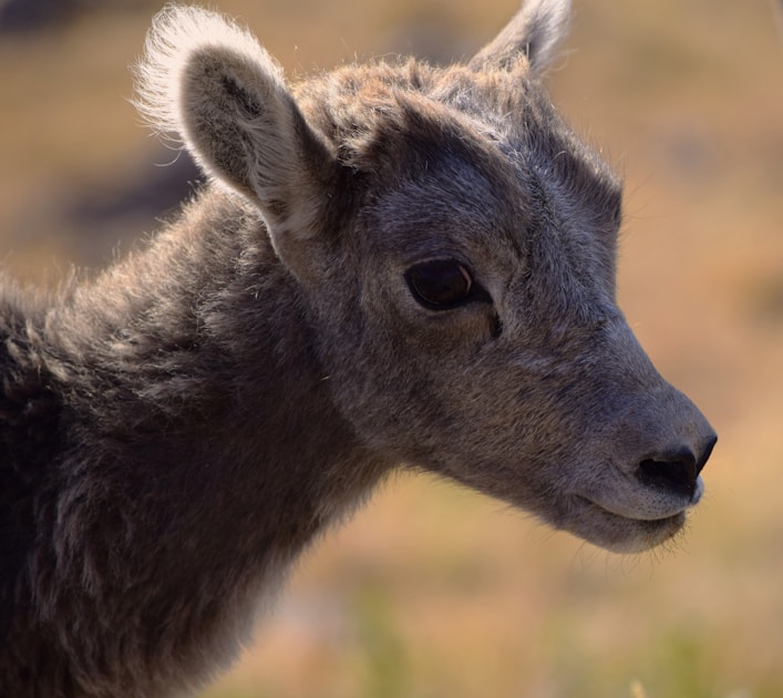 Rocky Mountain bighorn sheep ram on a steep cliff face in alpine terrain