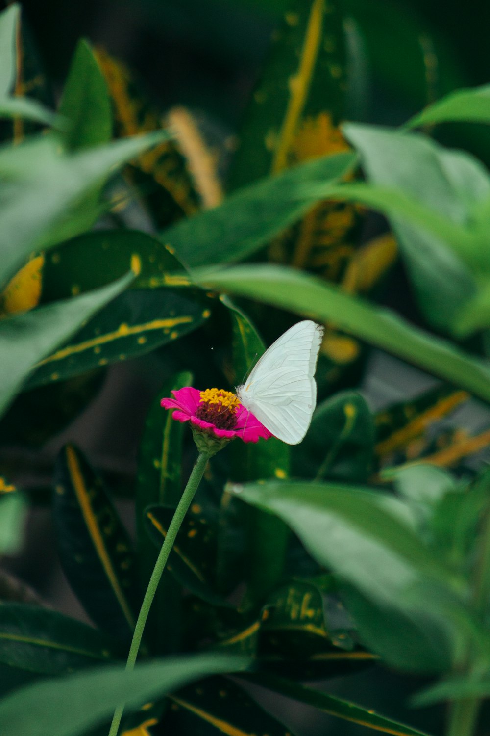 white butterfly on pink flower