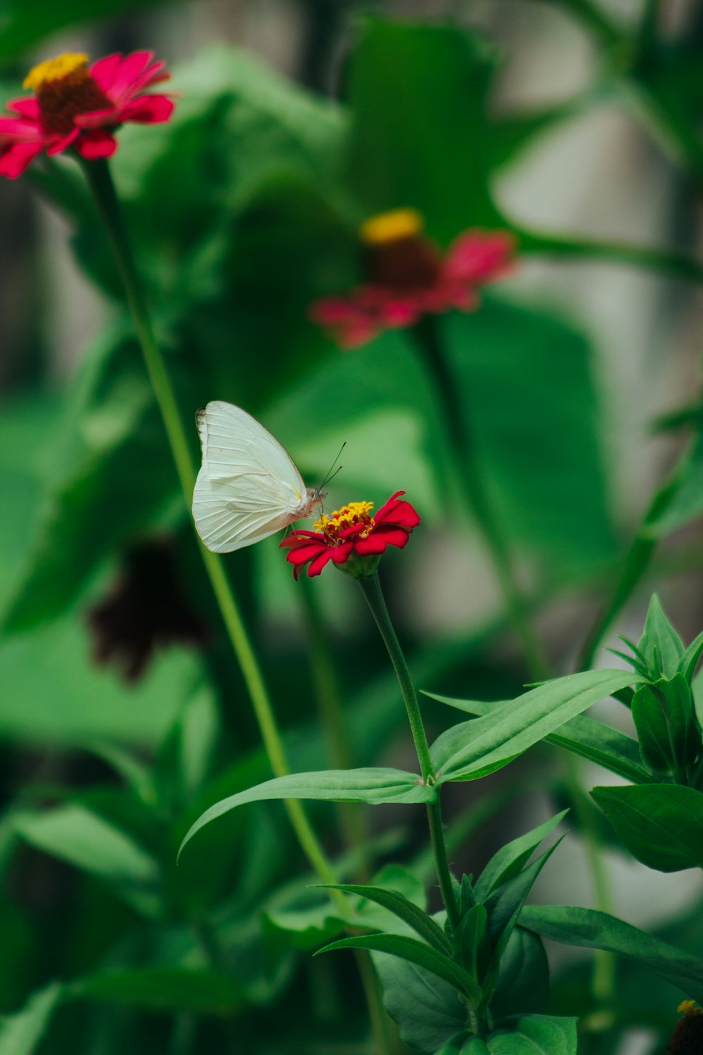 red petaled flower