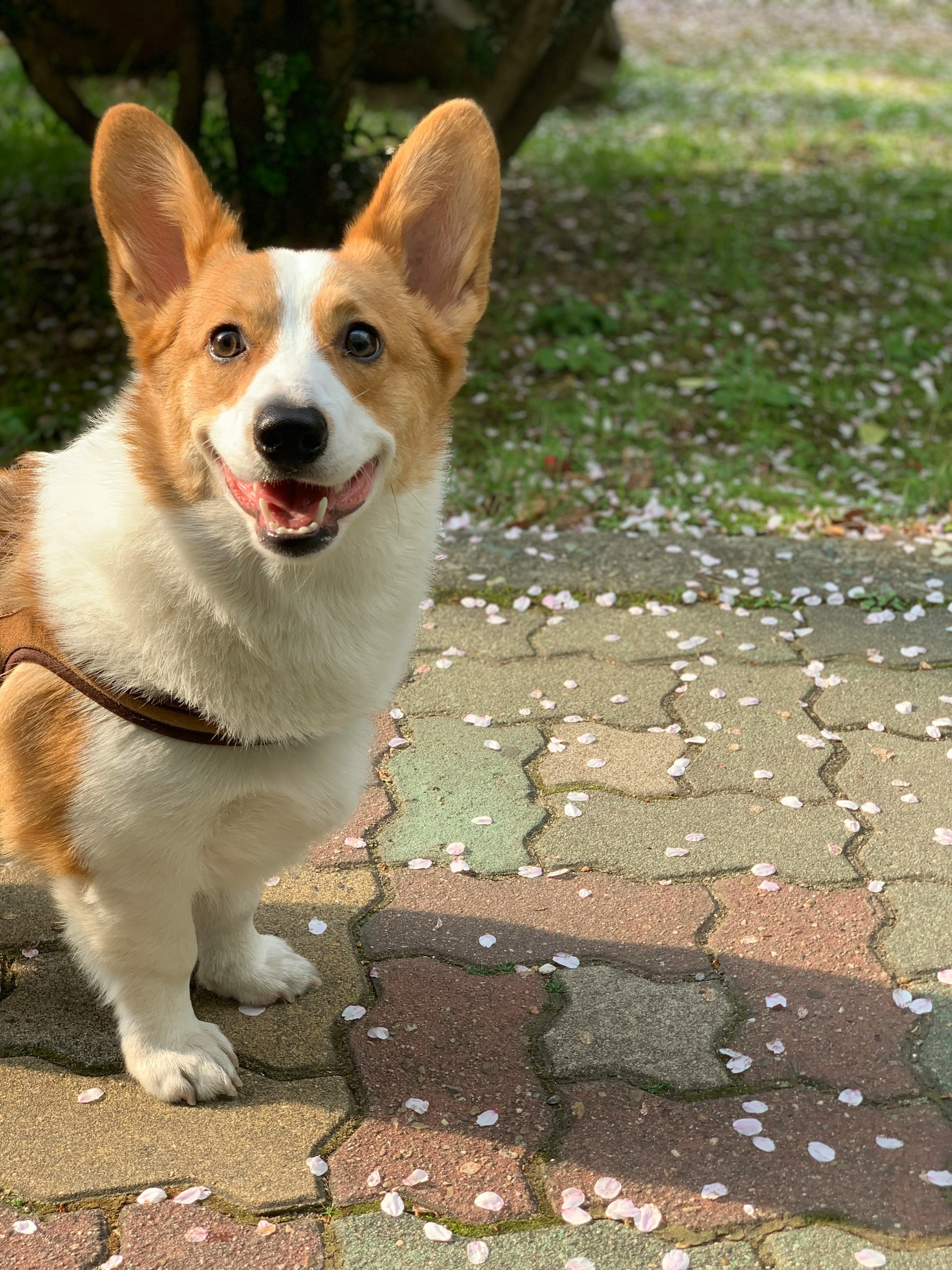 adult Pembroke Welsh Corgi photography