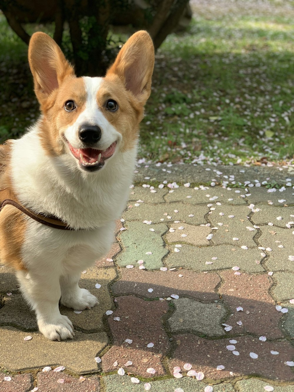 adulto Pembroke Welsh Corgi fotografia