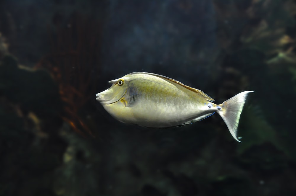 grey and yellow fish in water