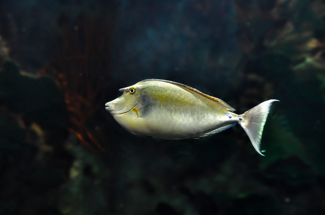 grey and yellow fish in water