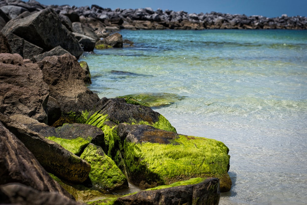 green moss on rocks by the sea