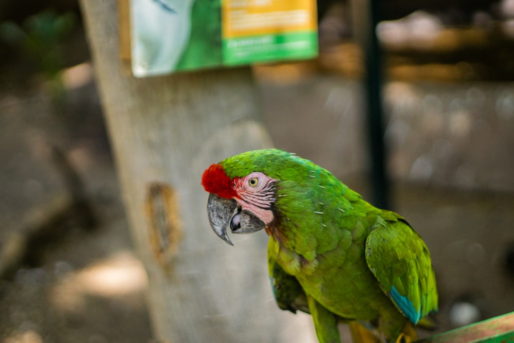 green parrot