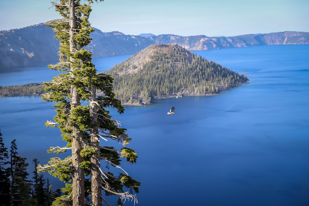 trees covered island